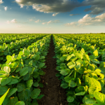 Como explica João Eustáquio De Almeida Junior, o manejo do solo é a base que sustenta produtividade, sustentabilidade e melhores resultados no campo.