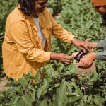 Agricultor e sua filha colhem berinjelas em uma plantação no campo.