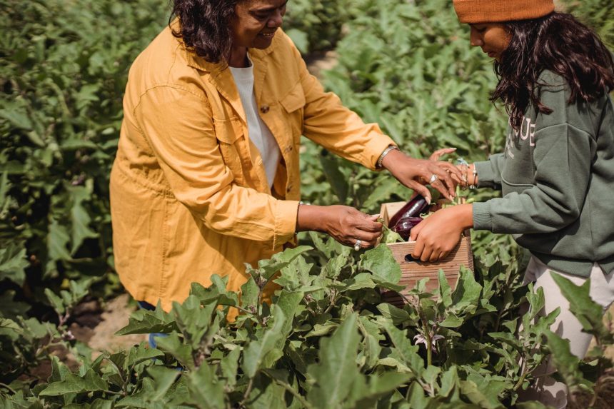 Agricultor e sua filha colhem berinjelas em uma plantação no campo.